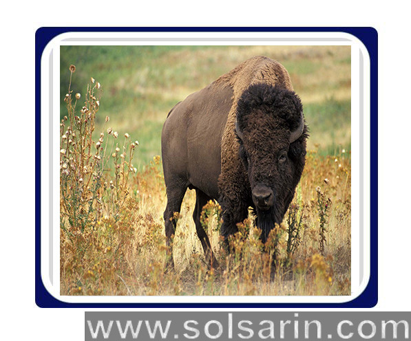 bison vs buffalo vs yak