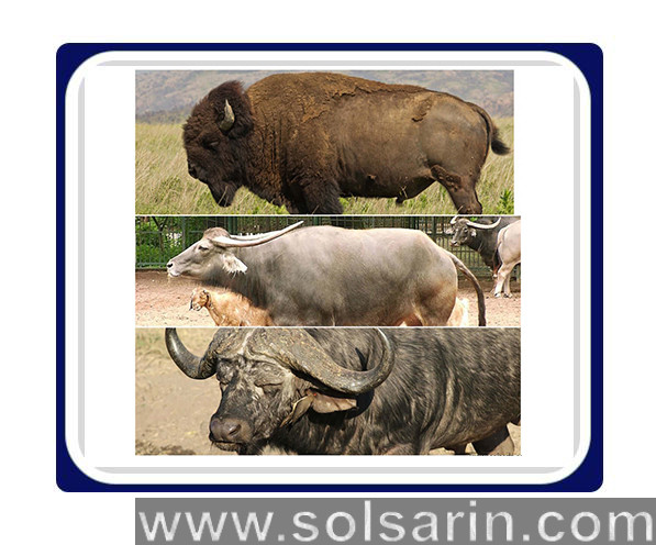 bison vs buffalo vs yak