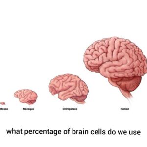 what percentage of brain cells do we use