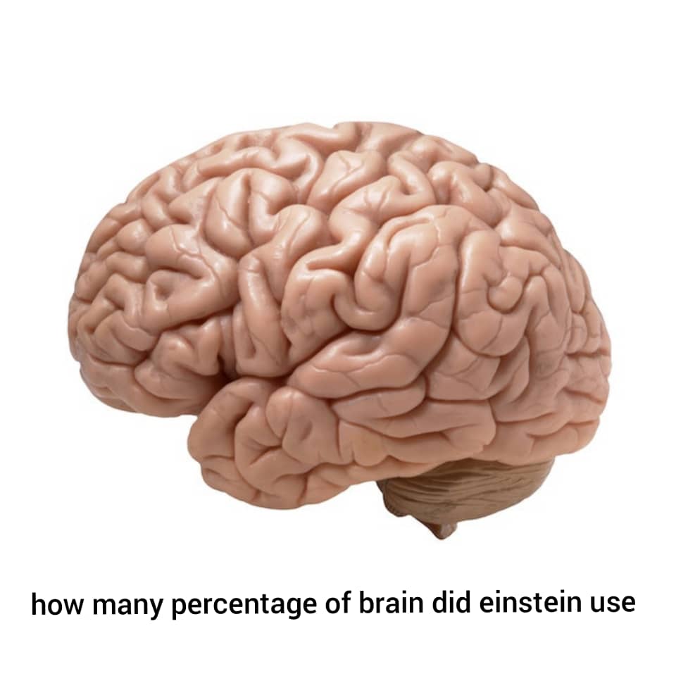 how many percentage of brain did einstein use