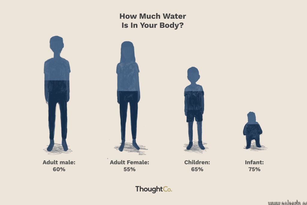  what percentage of the human body is water rough