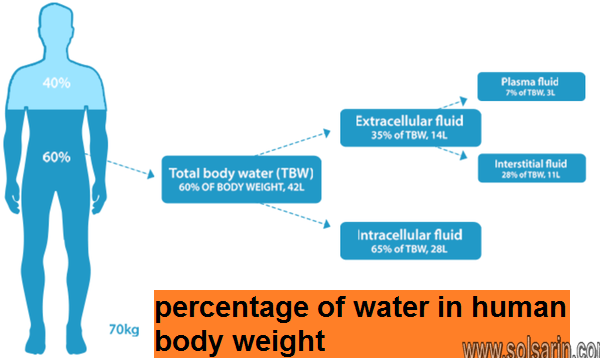 percentage of water in human body weight