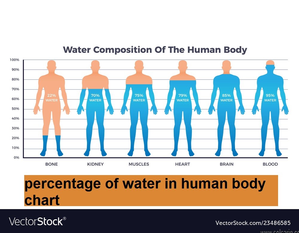 percentage of water in human body chart