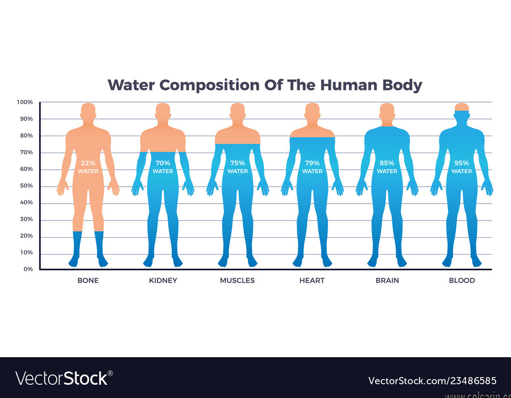 percentage of water in human body cells