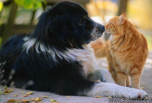 how to treat cat allergies in dog
