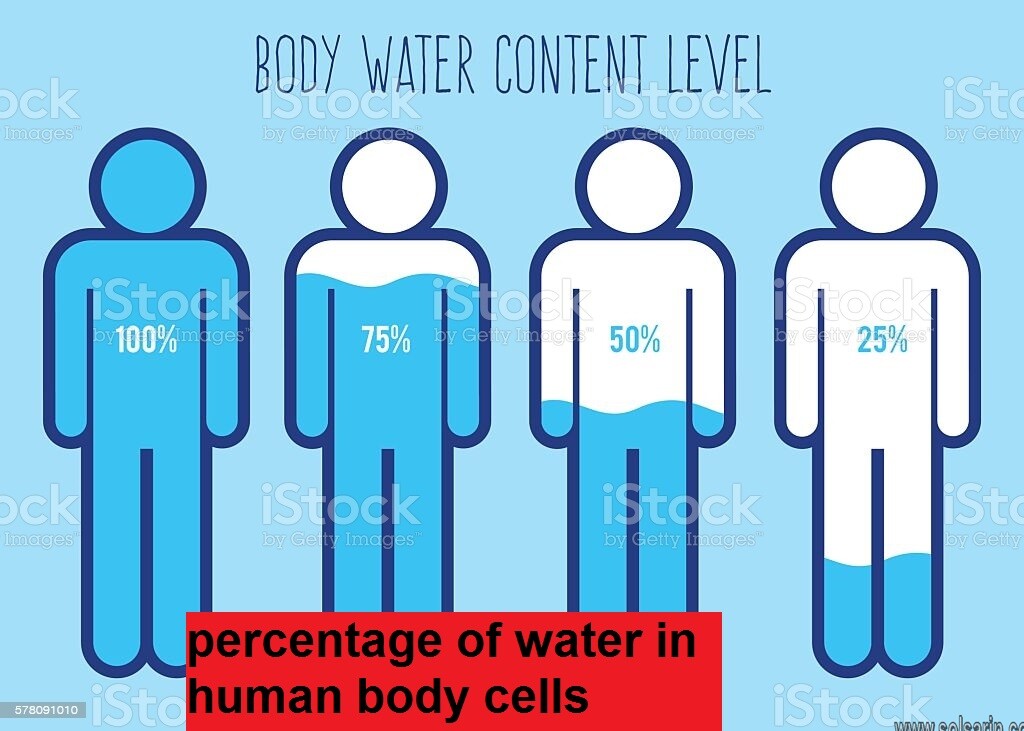 percentage of water in human body cells