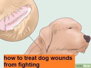 how to treat dog wounds from fighting