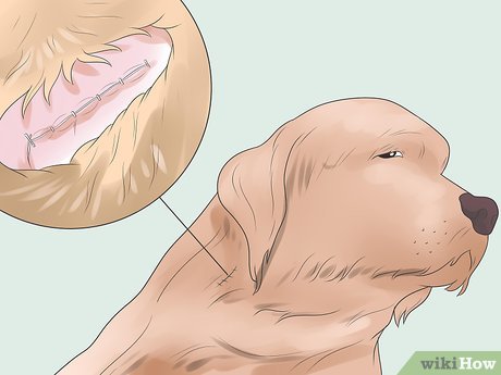 how to treat dog wounds from fighting