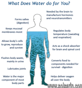  percentage of water in human body cells