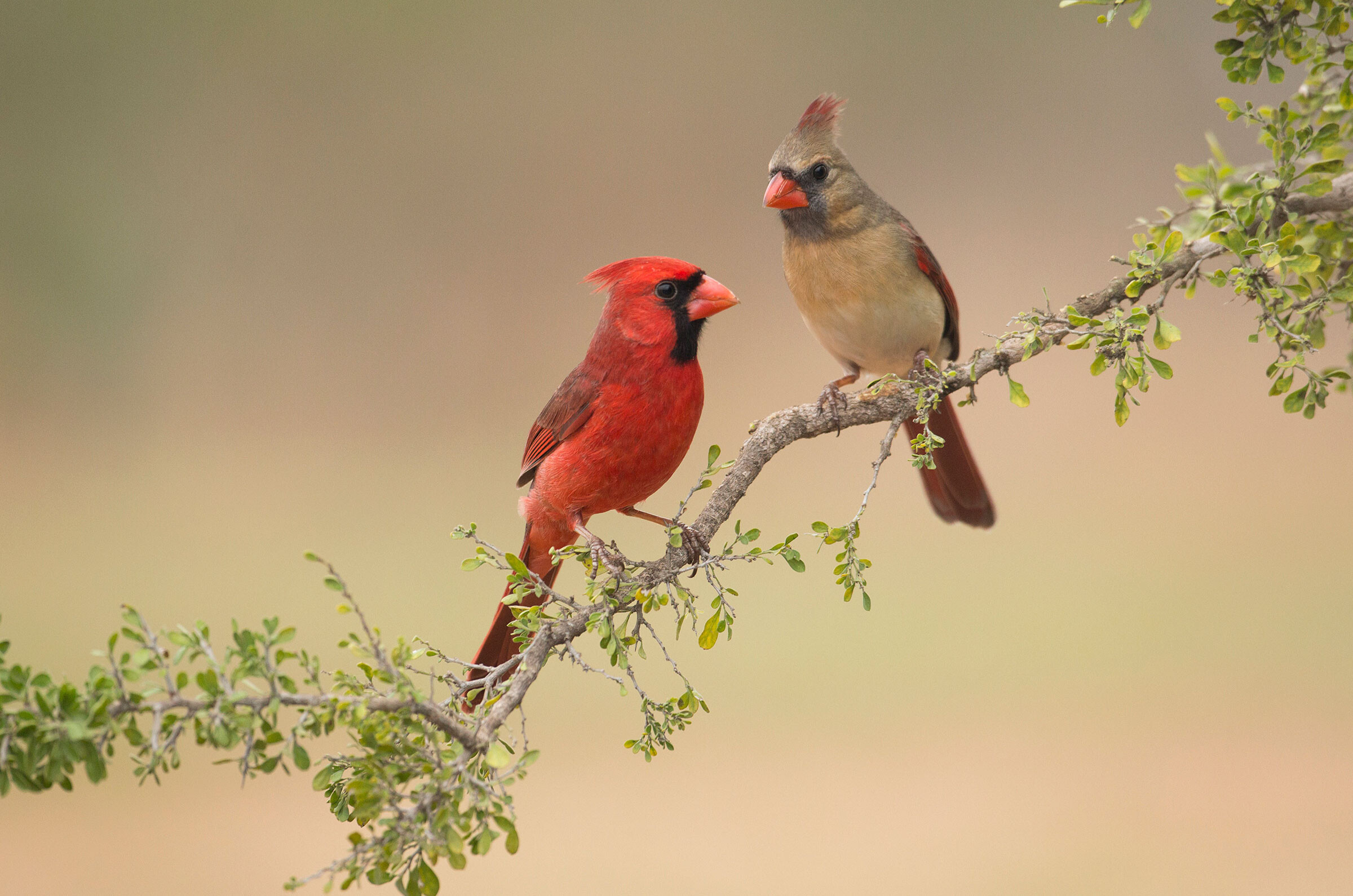 do cardinals migrate?