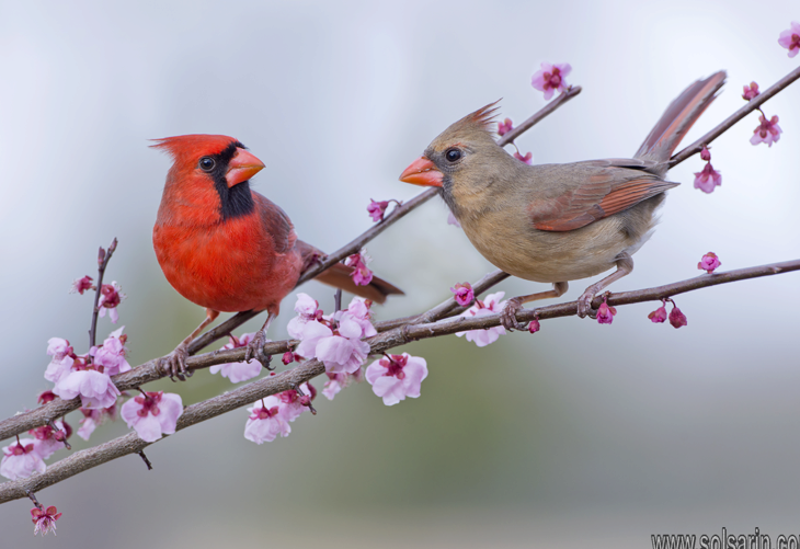  do cardinals migrate?