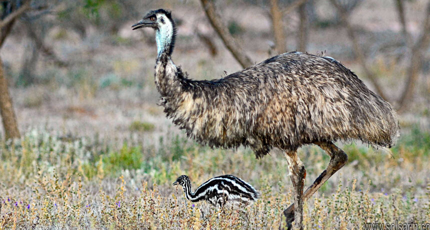 can emus fly?