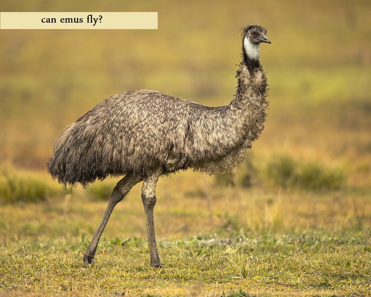 can emus fly?