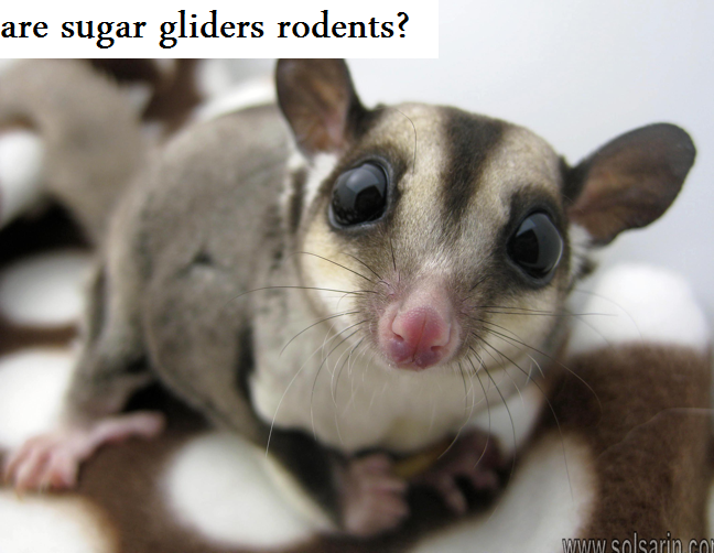 are sugar gliders rodents?
