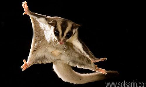 are sugar gliders rodents?