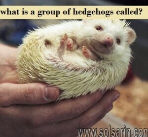 what is a group of hedgehogs called?