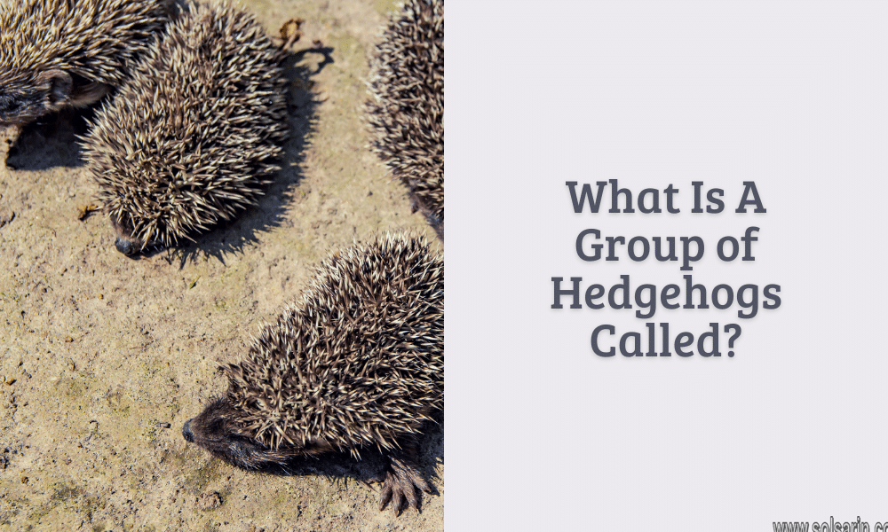 what is a group of hedgehogs called?