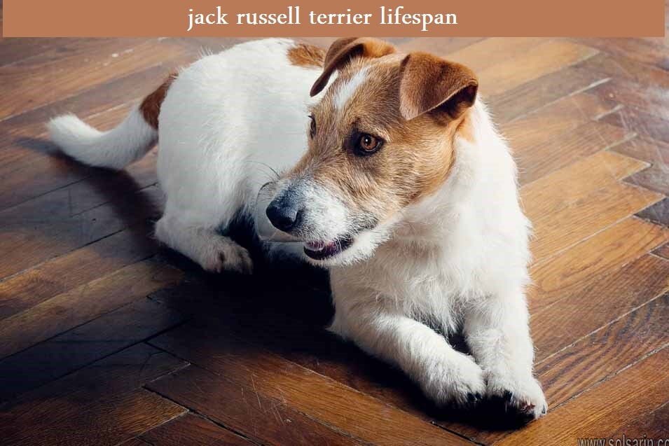 jack russell terrier lifespan