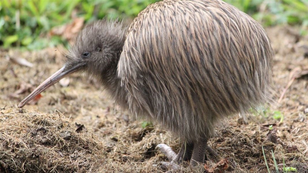 can kiwis fly?