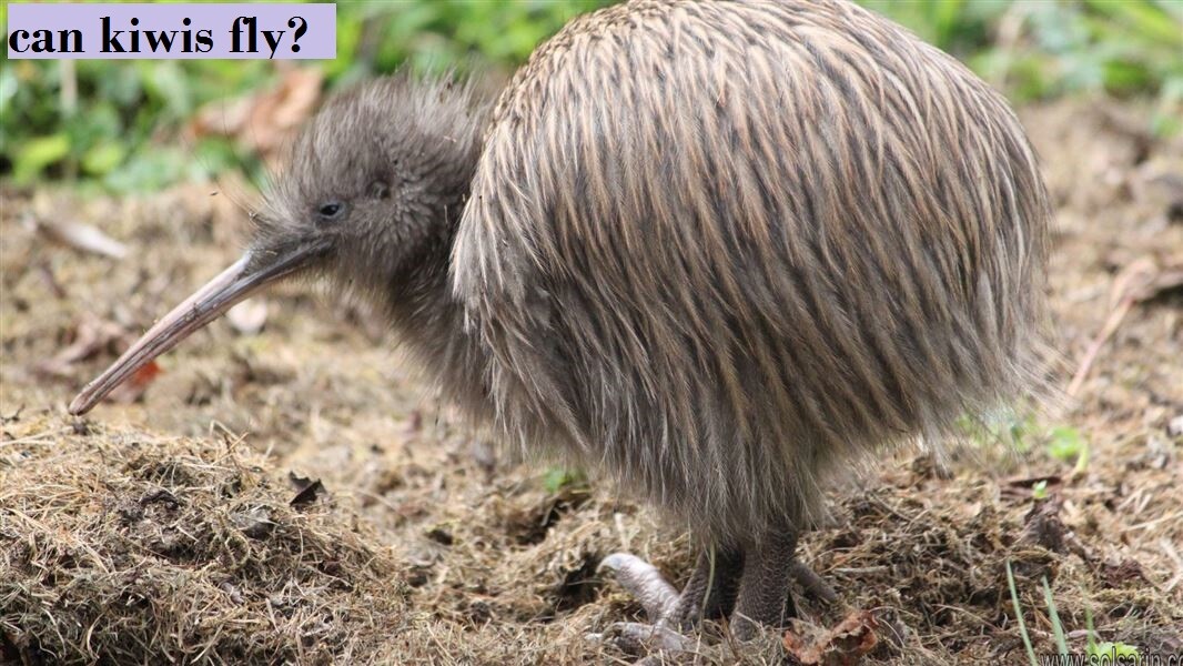 can kiwis fly?