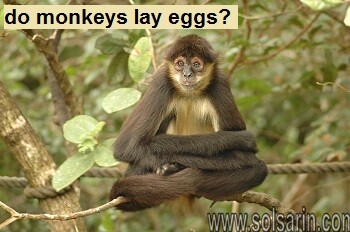 do monkeys lay eggs?