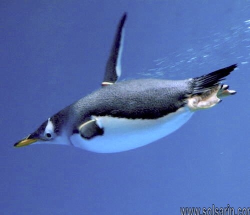 can penguins fly?