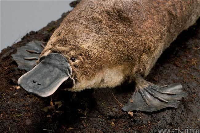 does a platypus lay eggs?