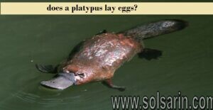 does a platypus lay eggs?