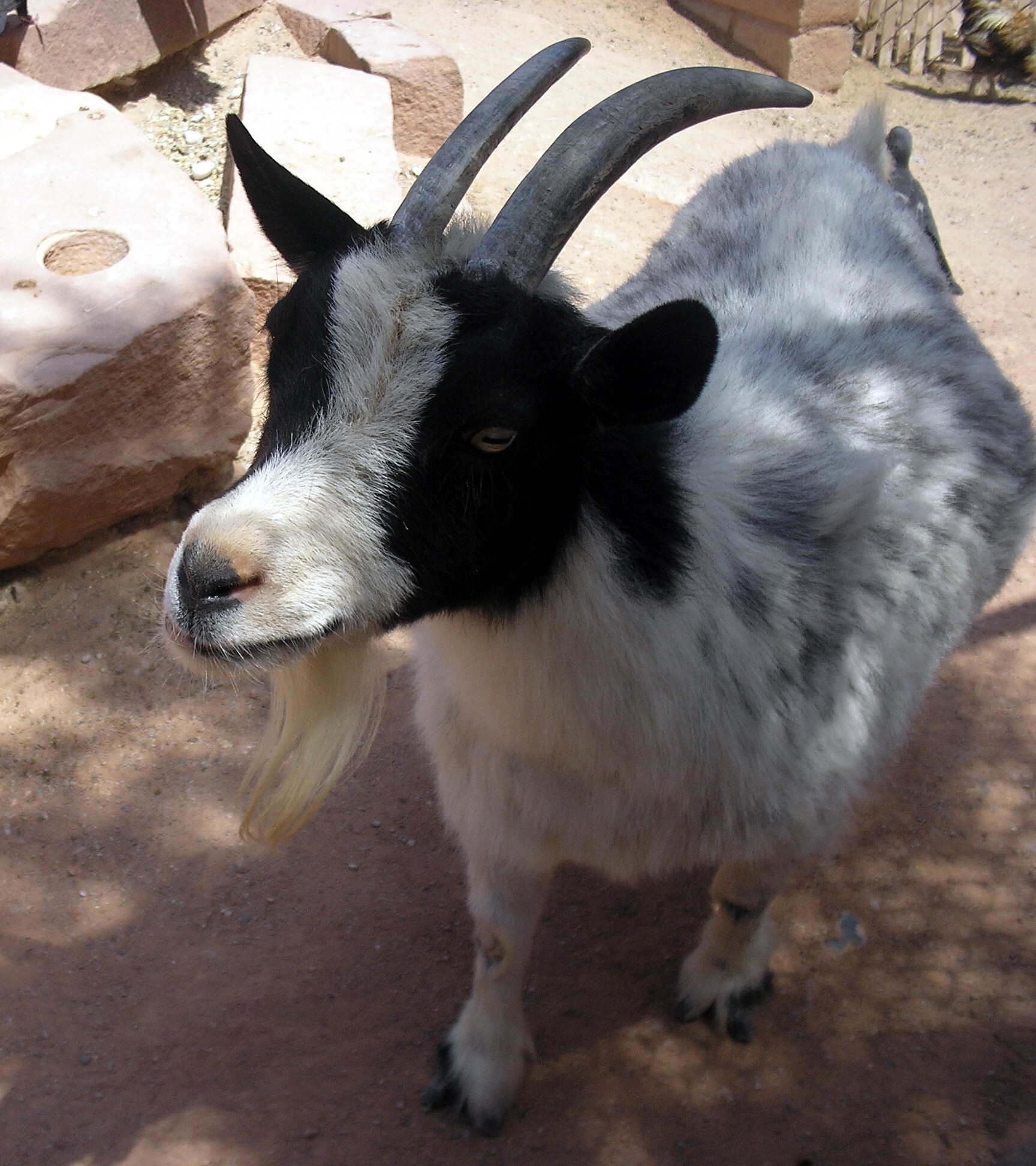 where did pygmy goats originated?
