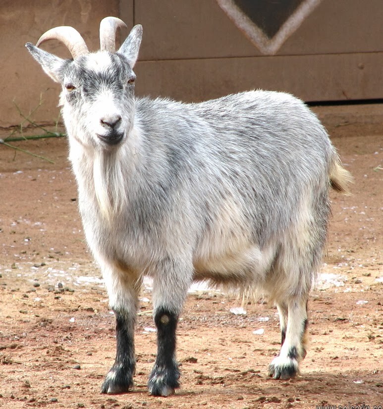 where did pygmy goats originated?