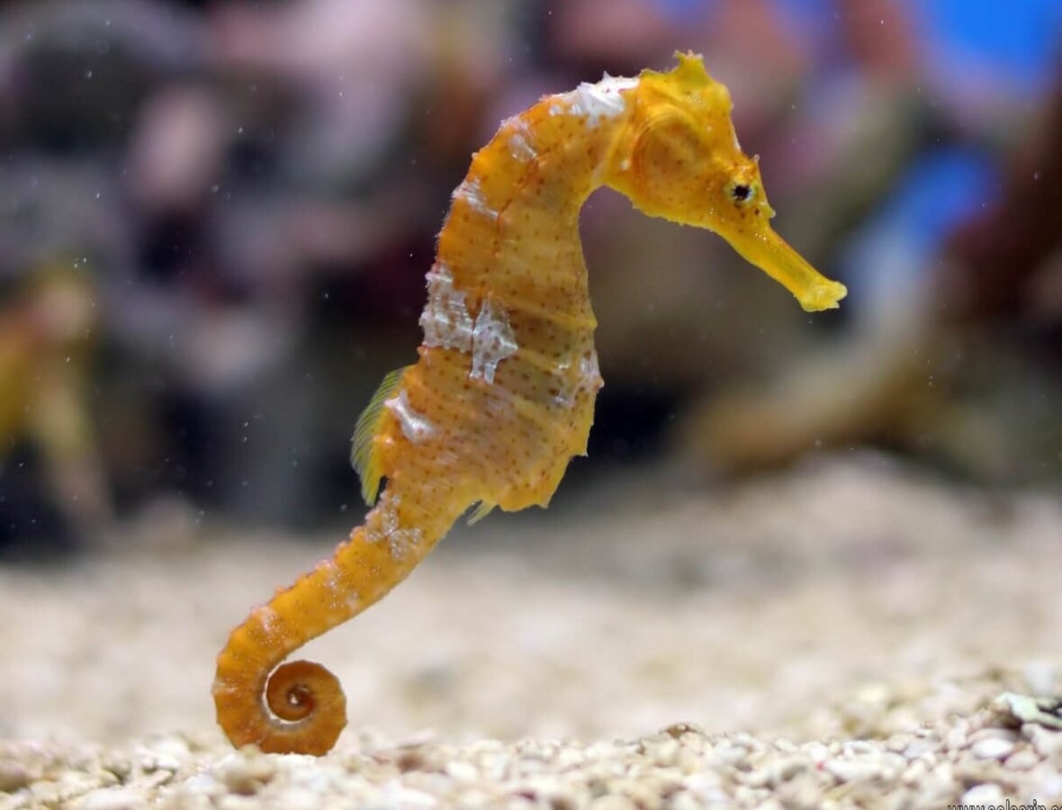 are seahorses mammals?