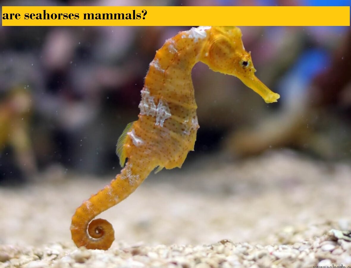 are seahorses mammals?