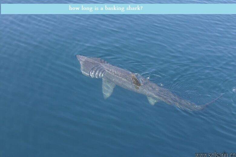 how long is a basking shark?