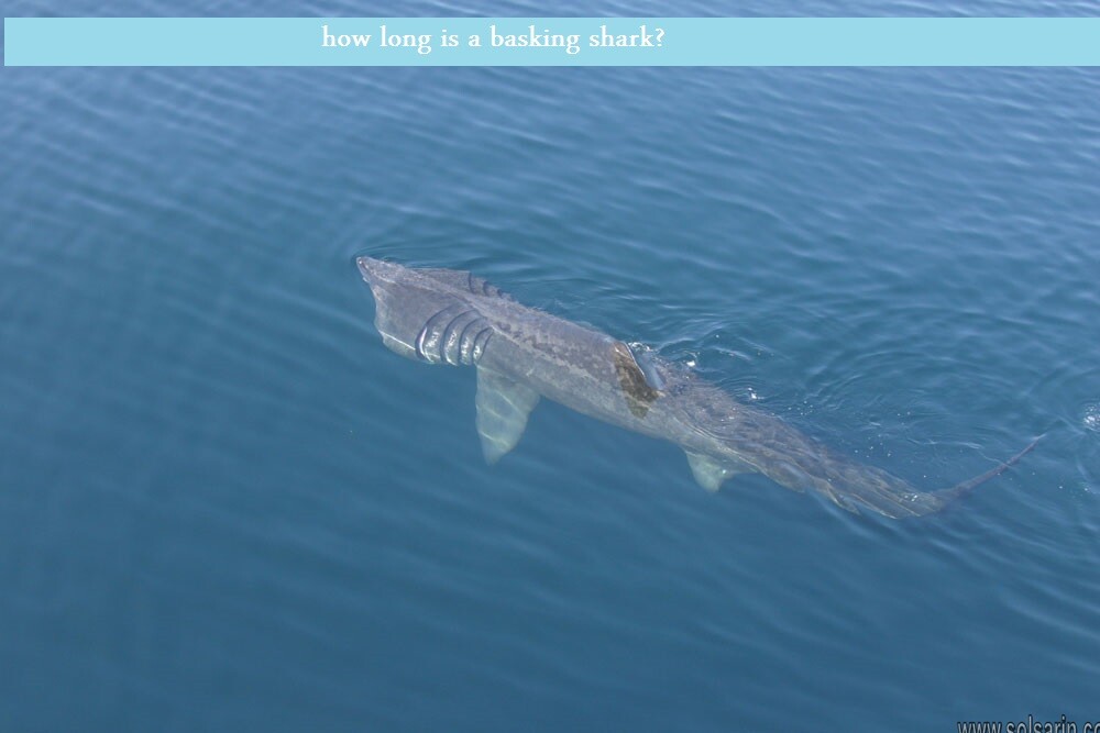 how long is a basking shark?
