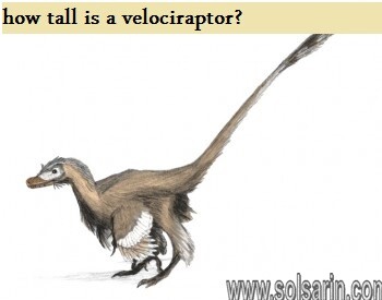 how tall is a velociraptor?