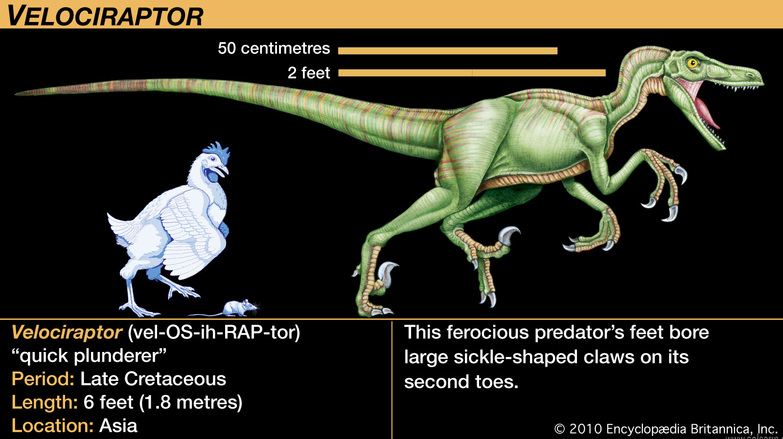 how tall is a velociraptor?