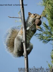 squirrels food vs hamster food