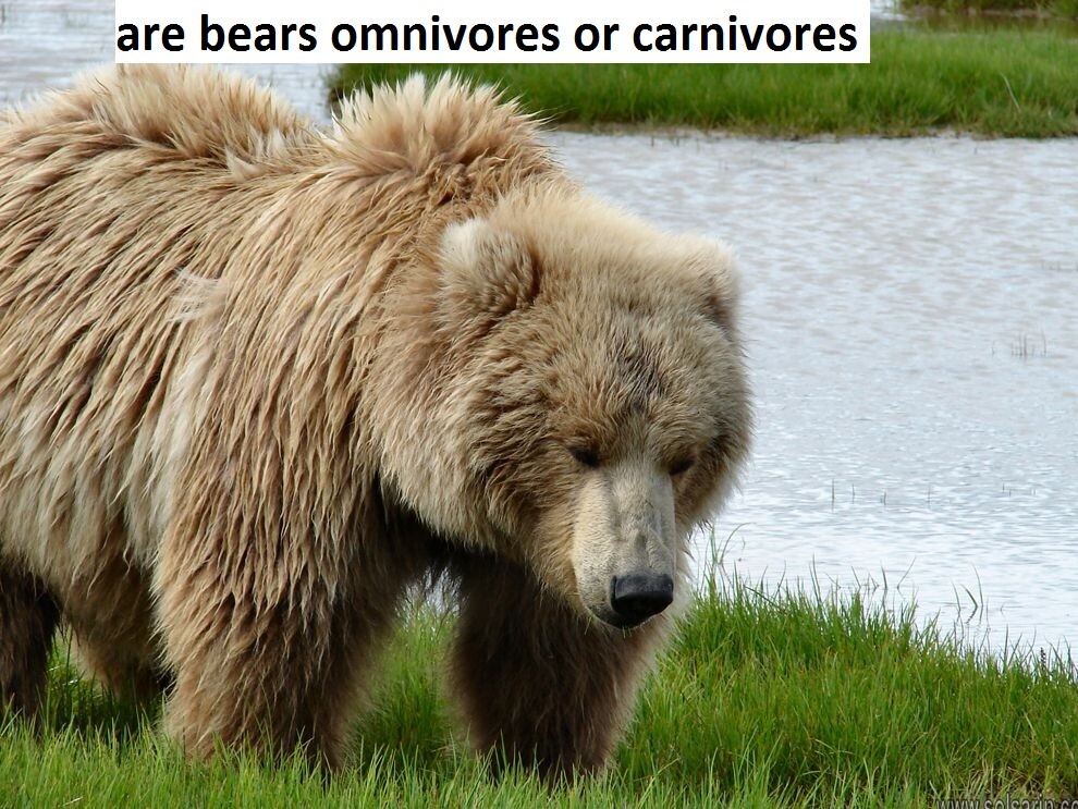 are bears omnivores or carnivores