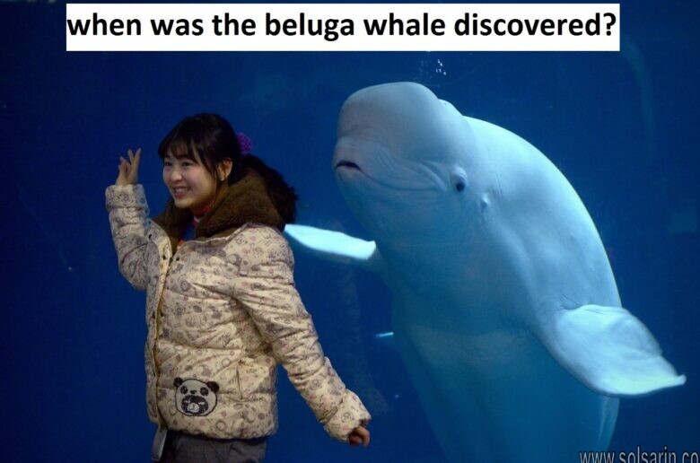 when was the beluga whale discovered?