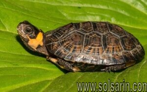 what's the smallest type of turtle?