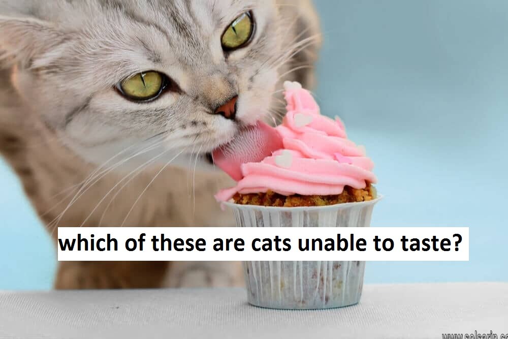 which of these are cats unable to taste?