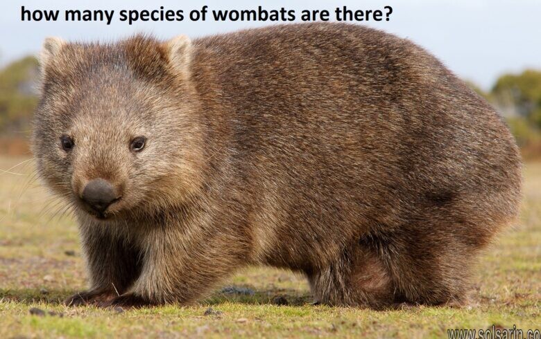 how many species of wombats are there?