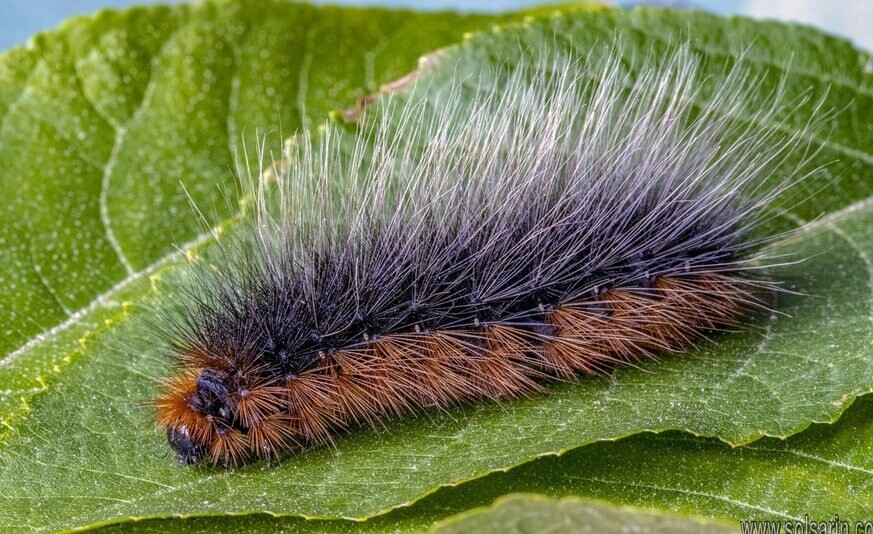 caterpillar with spikes