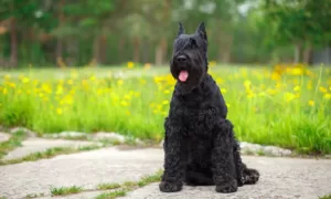 about how tall is a scottish terrier?