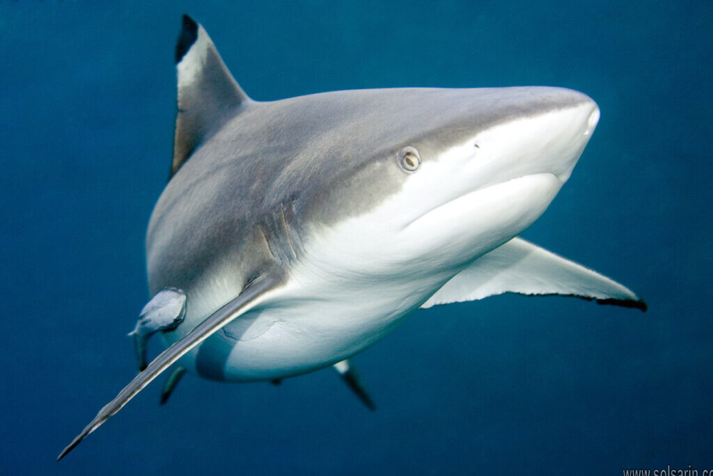 how long is a blacknose shark?