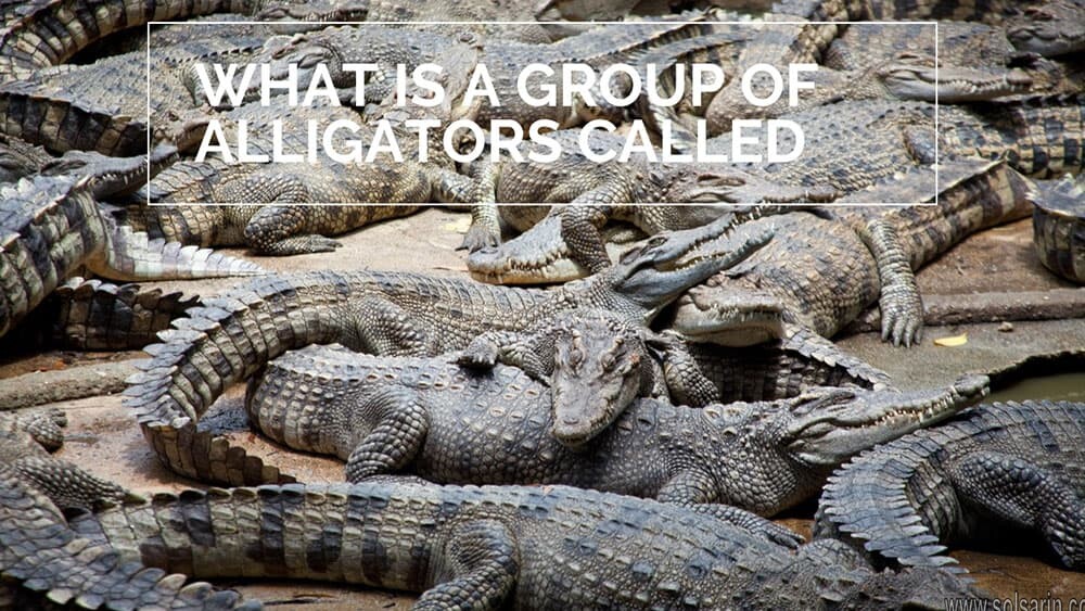 group of alligators called
