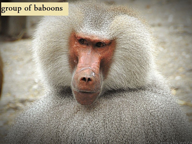 group of baboons