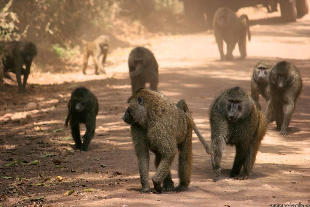 group of baboons