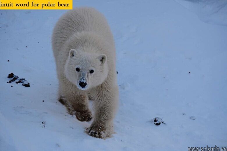 inuit word for polar bear