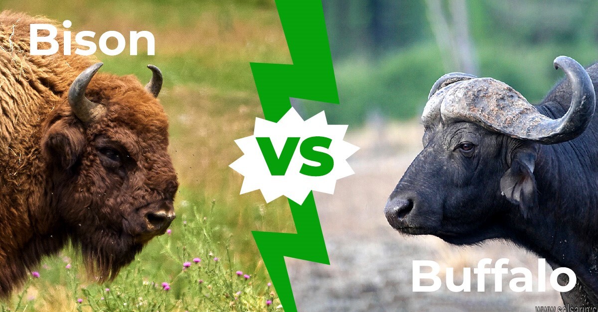bison vs buffalo